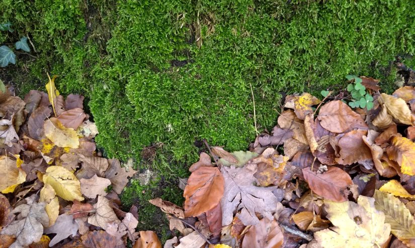 moss and brown autumn leaves being a metaphor for resilience and that there is always more than just one perspective